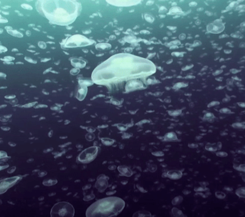 BBC Earth zve diváky ke sledování 10-ti hodinové smyčky ze života oceánu
