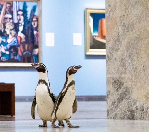 Několik tučňáků z místní zoo navštívilo muzeum umění v Kansas City